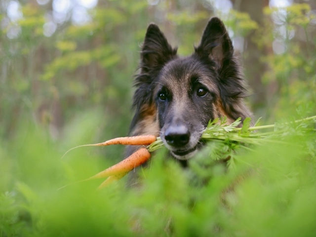 Немецкая овчарка с морковью в зубах 