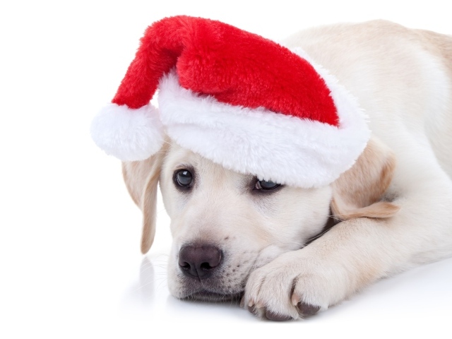 Puppy of a golden retriever in a red hat for the New Year on a white background