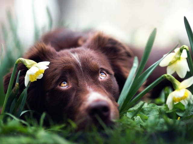 Sad Australian Shepherd lies in flowers of daffodils