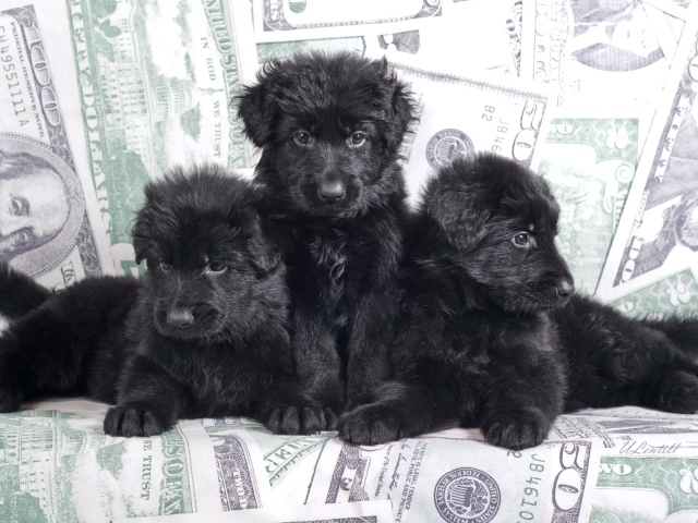 Три черные щенка овчарки лежат на диване