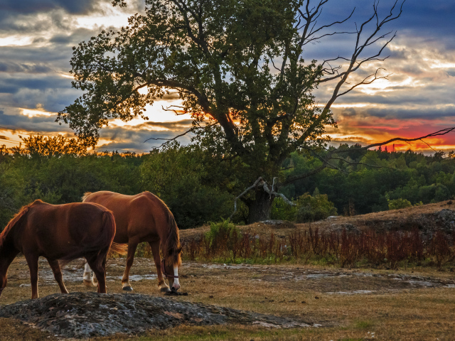 Две коричневых лошади пасутся на закате солнца
