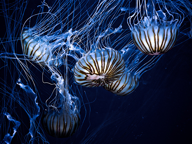 Beautiful sea jellyfish