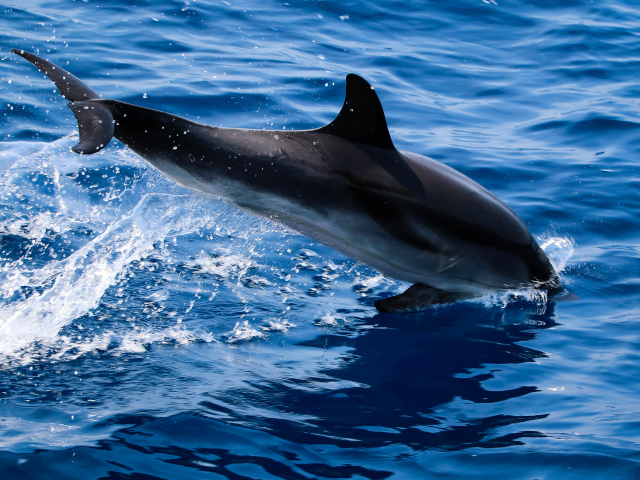 Дельфин прыгает в голубую воду