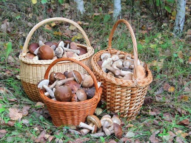 Three baskets with mushrooms in the forest