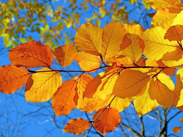 Ветка с желтыми листьями под голубым осенним небом