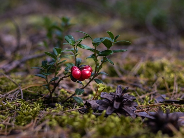 Красные ягоды клюквы на траве с сухими опавшими сосновыми шишками