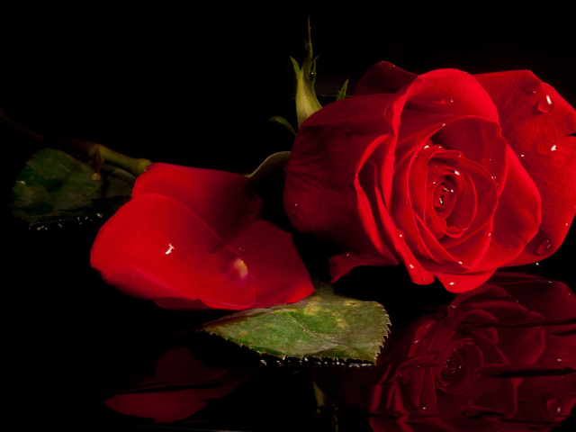 Красивая красная роза отражается в воде 