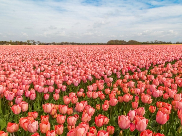 A field of beautiful pink tulips under a blue sky
