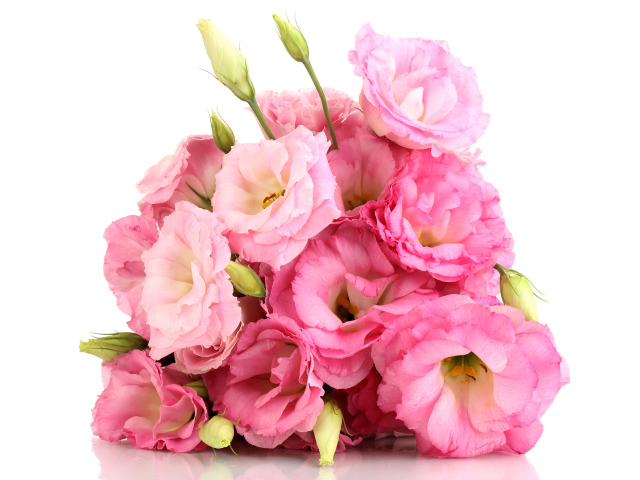 Красивый букет розовых цветов эустомы на белом фоне