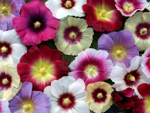 Multicolored beautiful flowers mallow