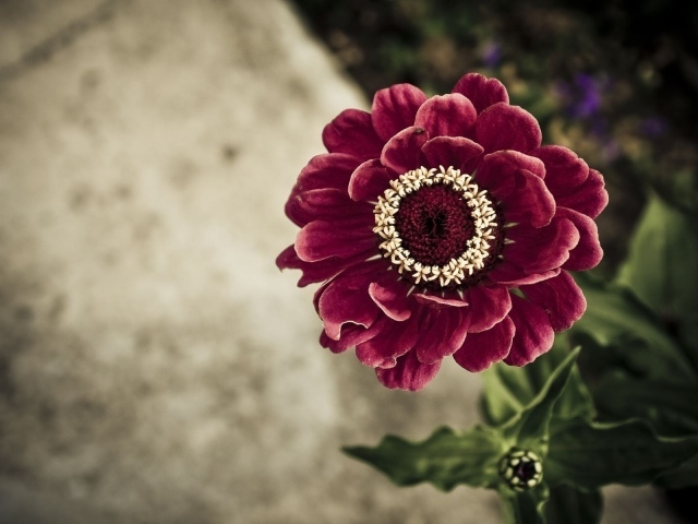 Бархатистый бордовый цветок цинния, вид сверху