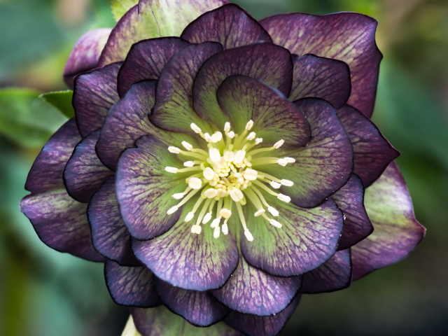 Beautiful purple flower hellebore closeup wallpapers and images