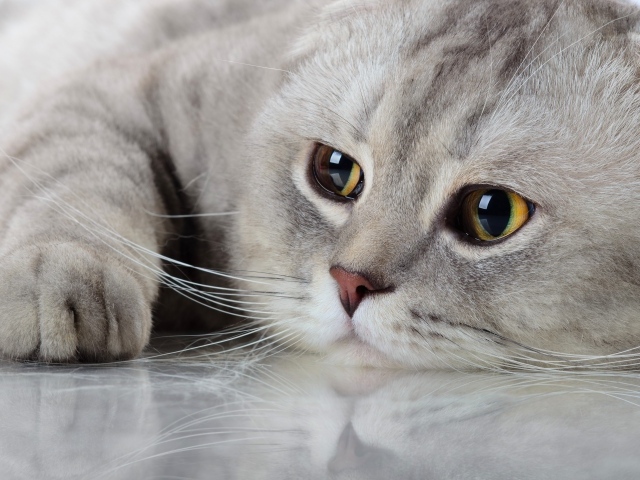 Beautiful purebred cat with sad eyes