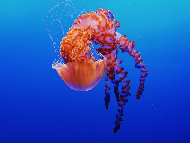 Красивая разноцветная медуза на голубом фоне