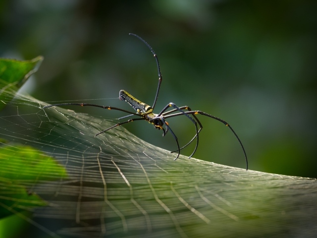 Паук с длинными лапами на паутинке макросъемка