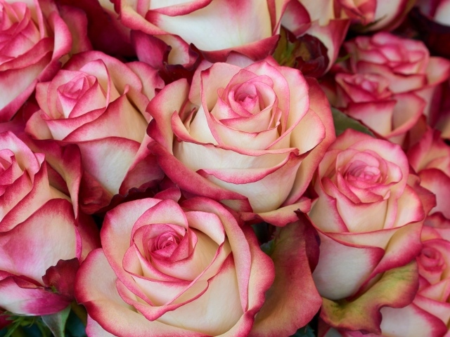 Бело - розовые большие розы крупным планом
