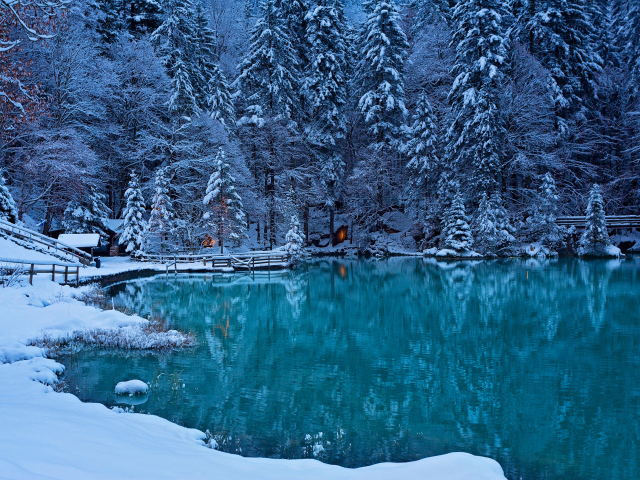 Заснеженные ели на берегу озера зимой, Швейцария
