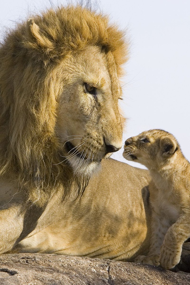 Лев и детеныш