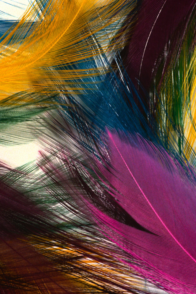Multi-colored feathers