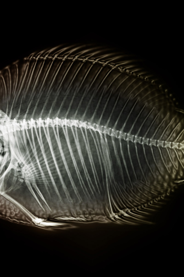 Рентген рыбы