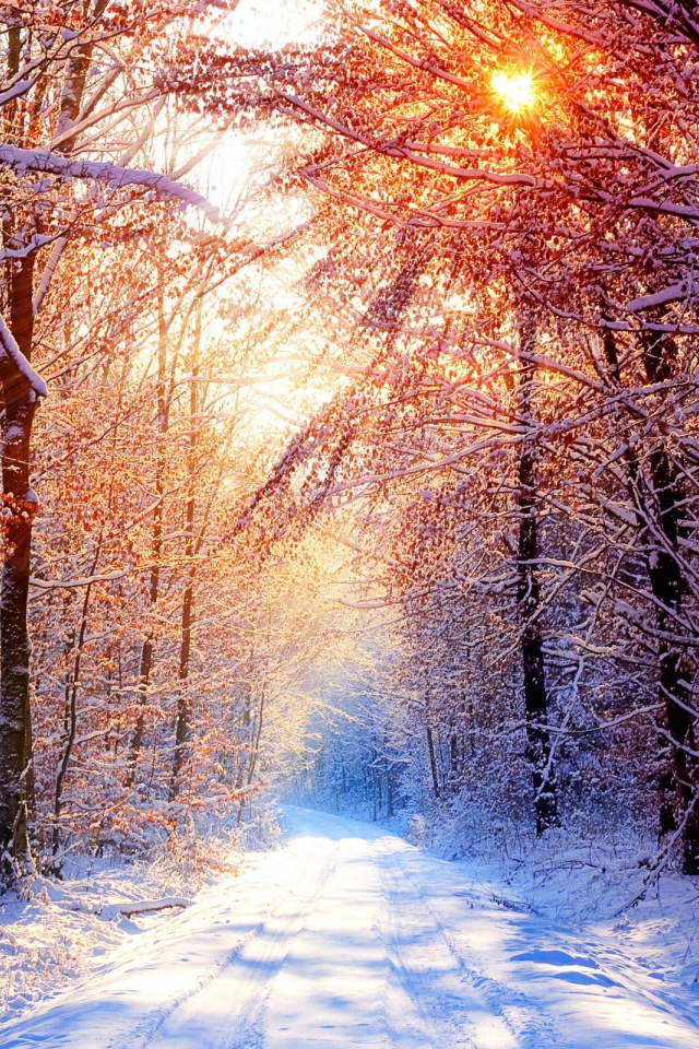 Закат в снежном лесу