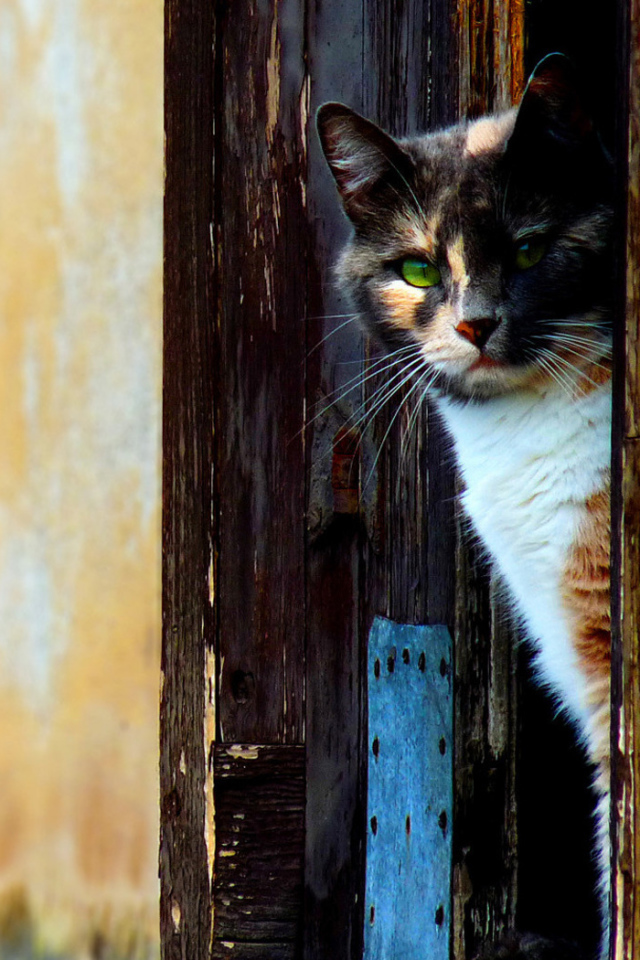 Кошка выглыдывающая из двери