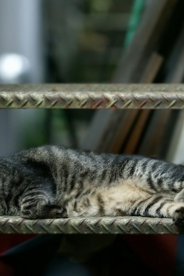 Спящая кошка