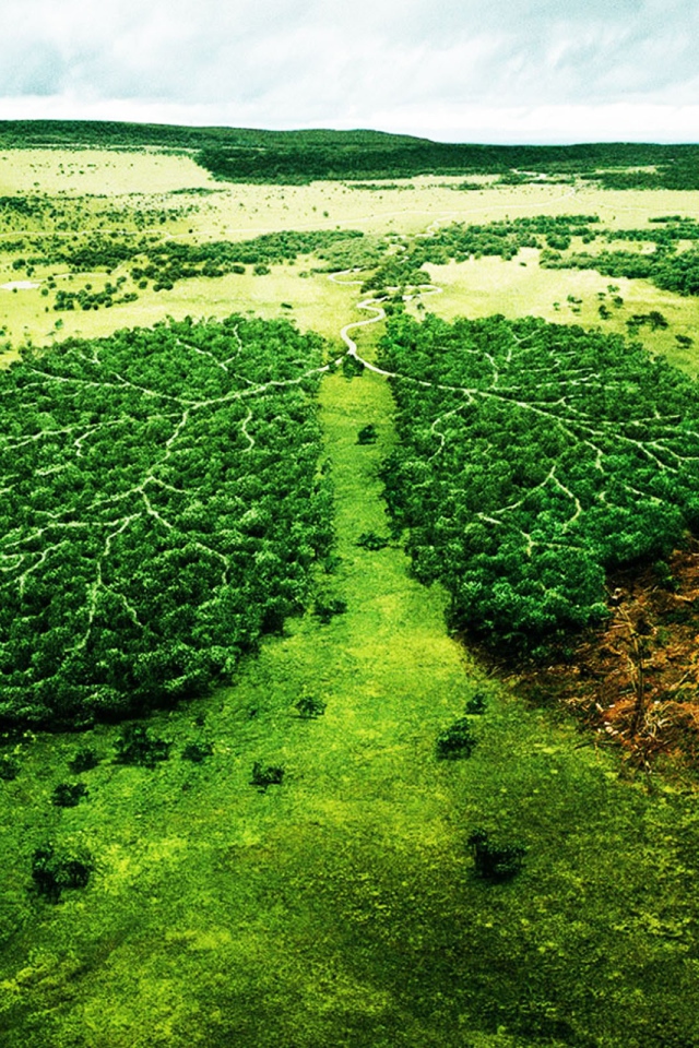 Deforestation patients lungs