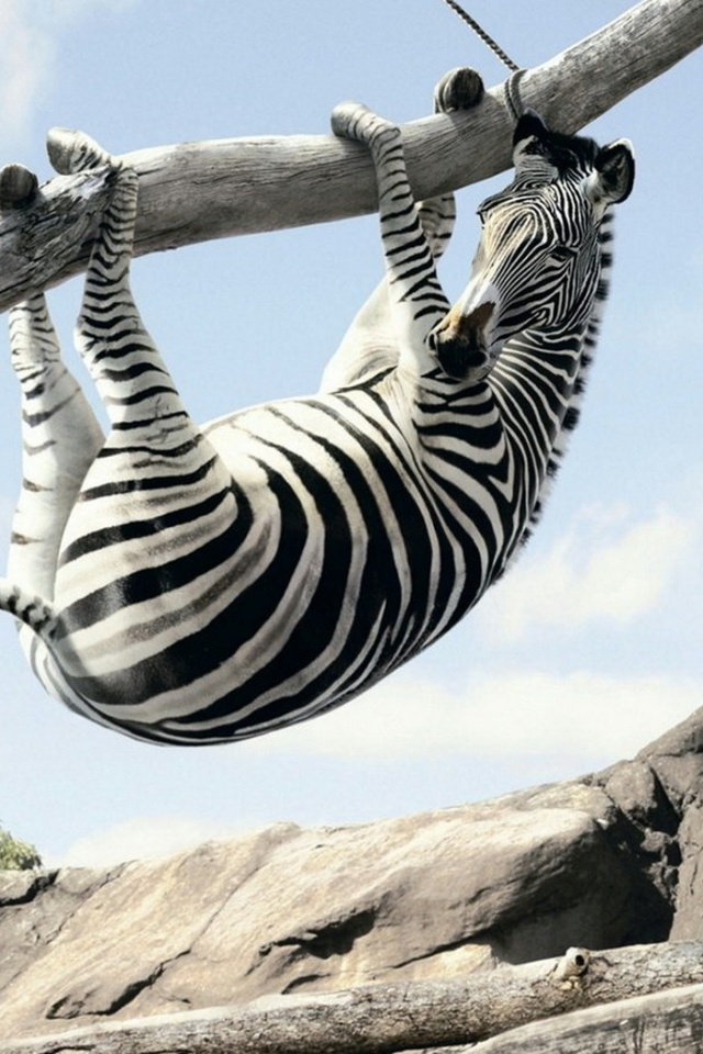 Зебра на ветке