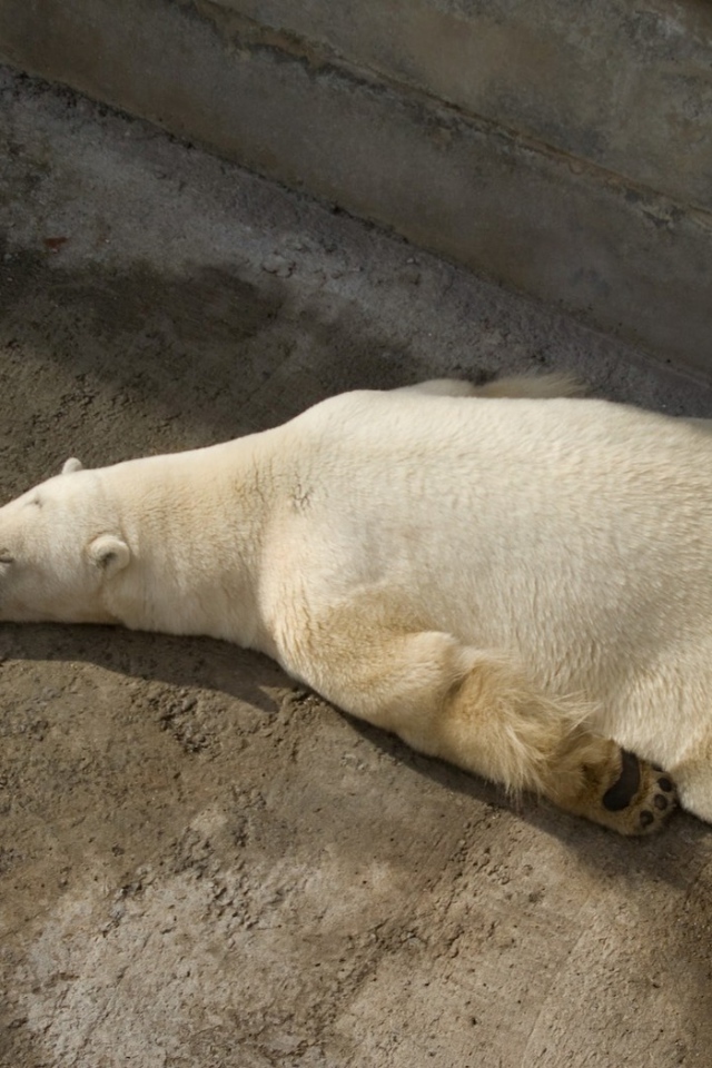 Отдыхающий белый медведь