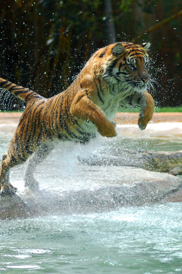 Тигр в прыжке