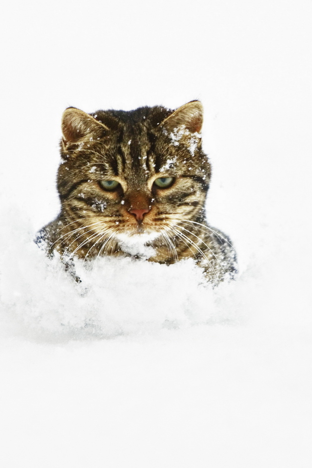 Кот в снегу