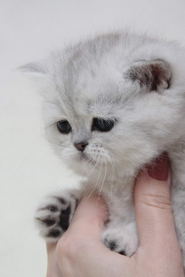 Kitten in a hand