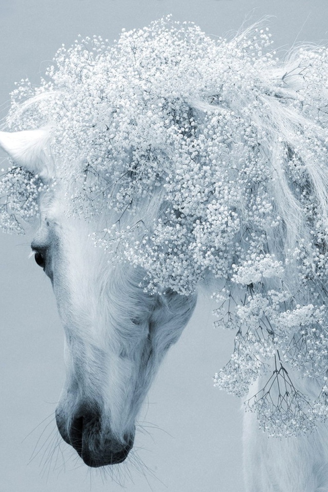 Красивая белая лошадь