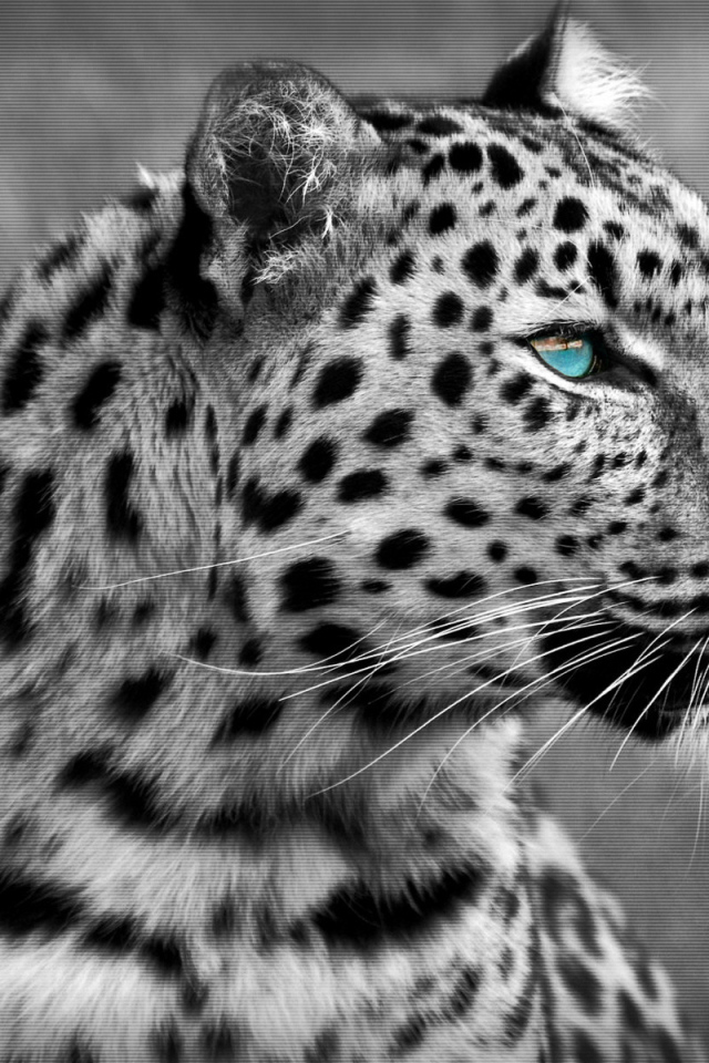Черно-белый леопард
