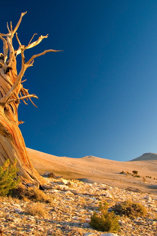 Сухое дерево в пустыне