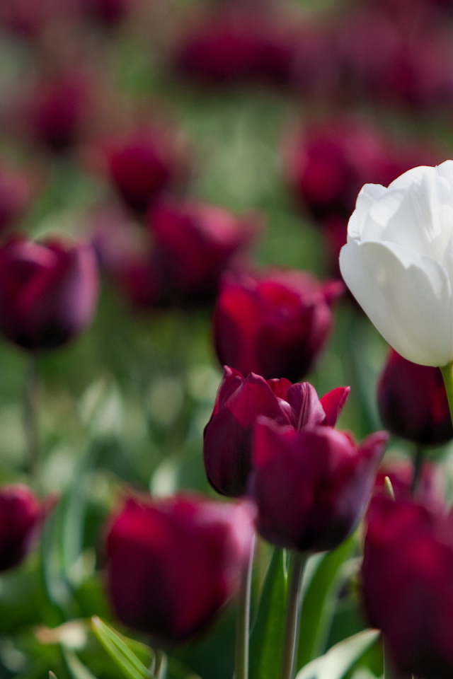 Белый и красный тюльпаны