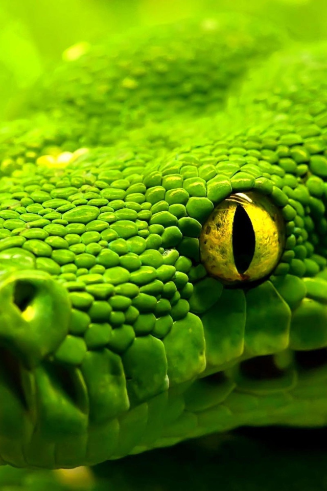 Салатовая змея