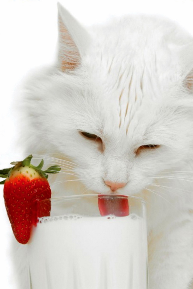 Белая кошка и молоко