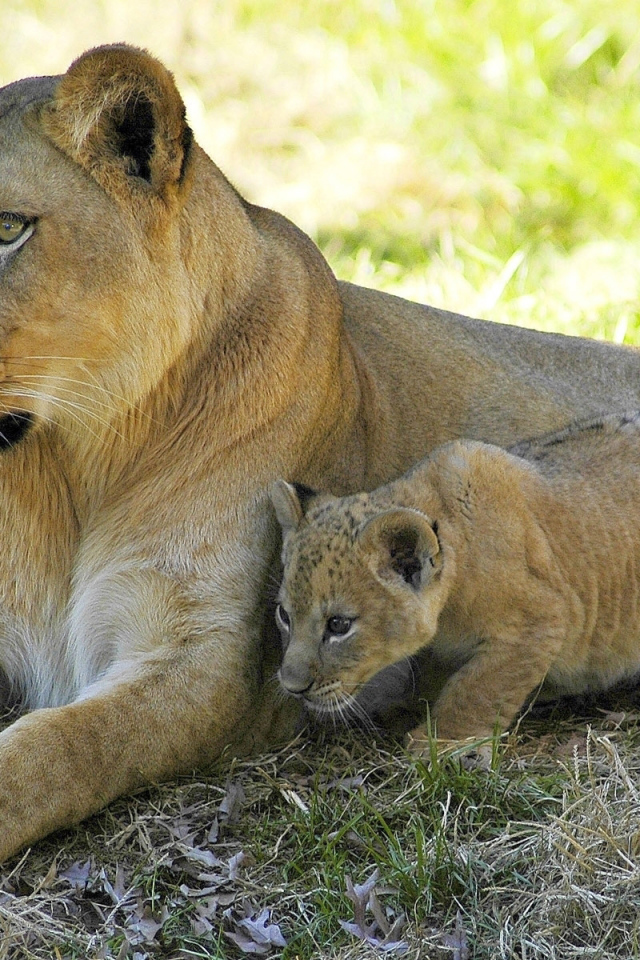 Львица и малыш