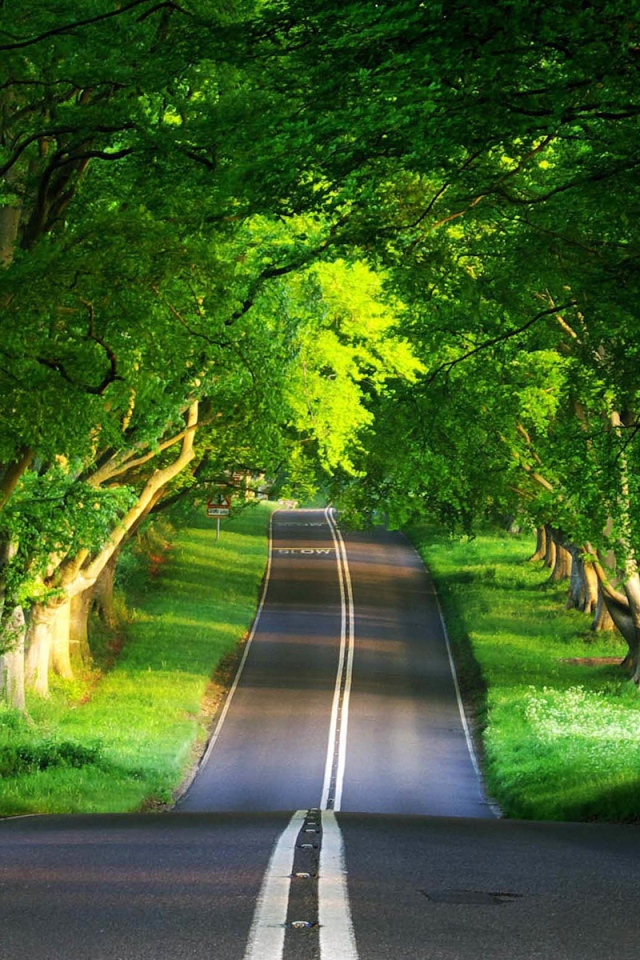 Зеленая дорога