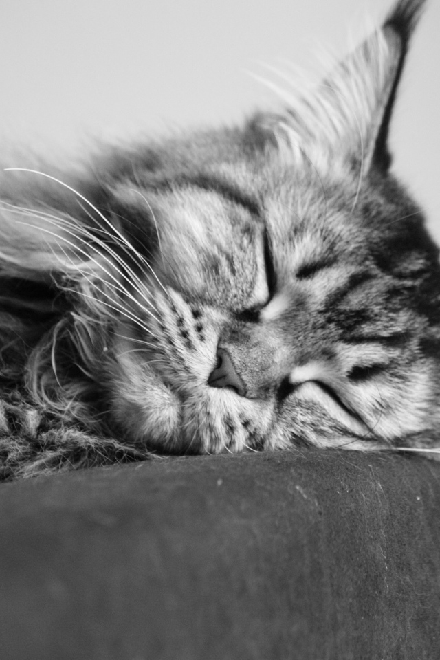 Молодой кот мейн-кун спит, чёрно-белое фото