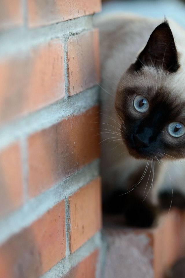 Beautiful Siamese cat peeping