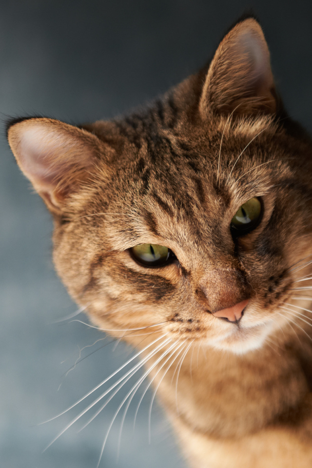 Красивый коричневый кот с зелёными глазами