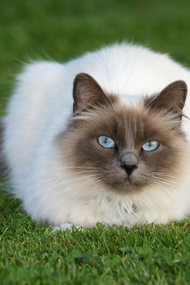 Красивый пушистый сиамский кот на траве