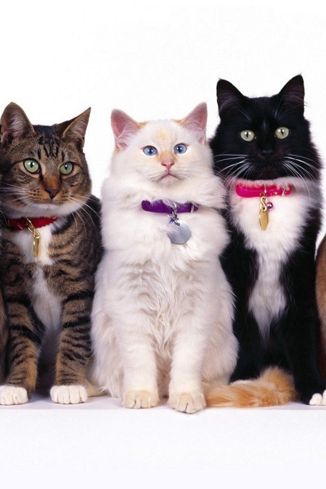 Конкурс красоты кошек