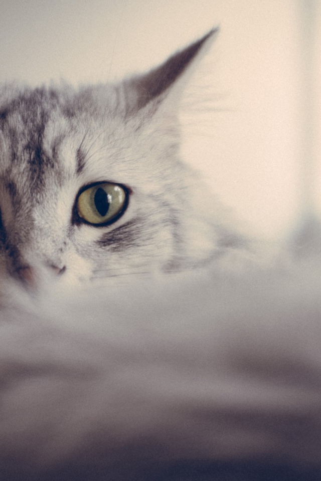 Большие глаза серого кота