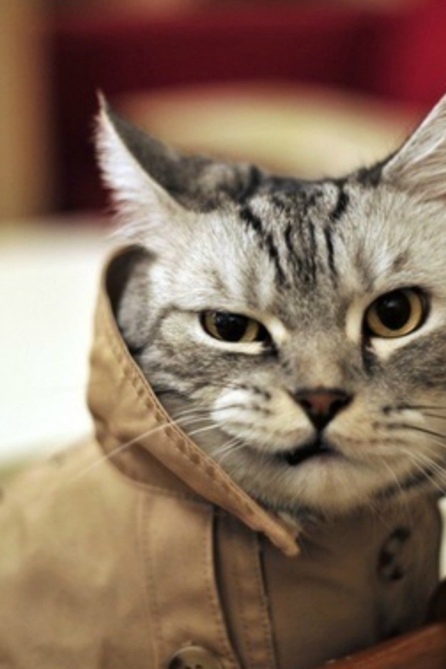 Кот в пальто