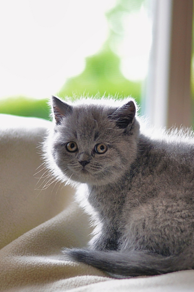 Серый маленький испуганный кот