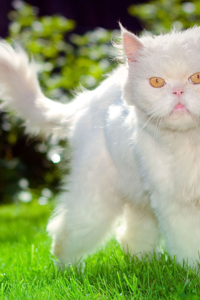 Недовольный пушистый белый кот на траве